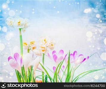 Purple crocuses and daffodils flowers on blue sky background with bokeh. Spring floral nature background