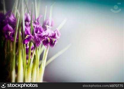 Purple Crocuses at blurred nature background, front view, floral border. Spring flowers concept
