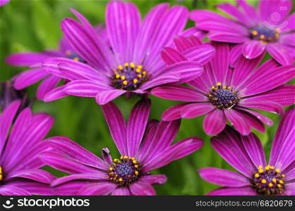 Purple daisies with shallow depth of field