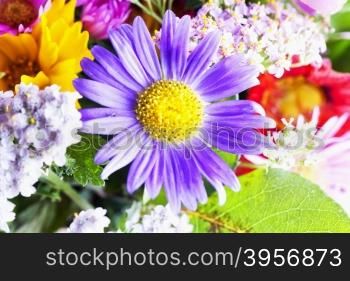 Purple daisy in a bunch, horizontal image