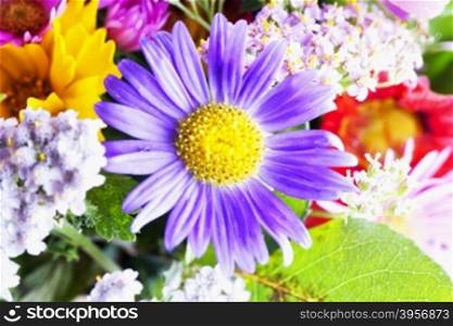 Purple daisy in a bunch, horizontal image