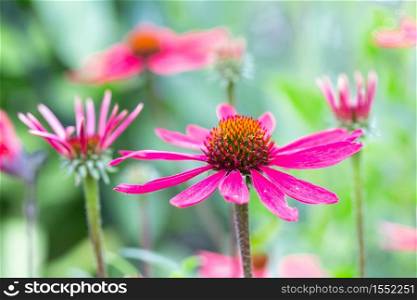 Purple Echinacea flower with blurred shallow depth background. Purple Echinacea flower with shallow depth background