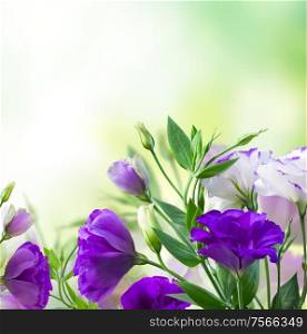 Purple eustoma flowers isolated on white background. Eustoma violet flowers