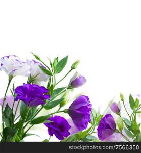 Purple eustoma fresh flowers over white background. Eustoma violet flowers