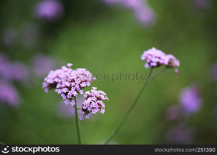 Purple flower