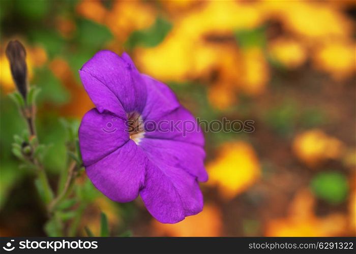 Purple flower against the yellow fallen leaves