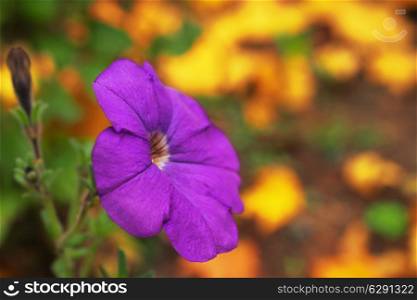 Purple flower against the yellow fallen leaves