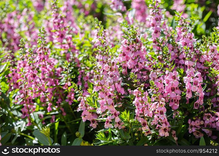 Purple flower and green leaf background in garden at sunny summer or spring day for postcard beauty decoration and agriculture concept design.
