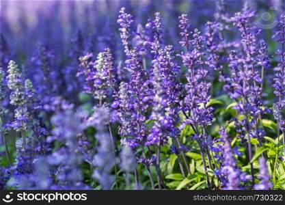 Purple flower and green leaf in garden at sunny summer or spring day for postcard beauty decoration and agriculture design. Blue Salvia flower.