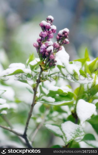 Purple flower buds covered with a light dusting of snow
