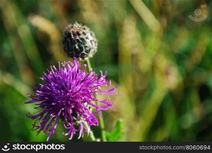 Purple flower closeup by a natural green blurred background