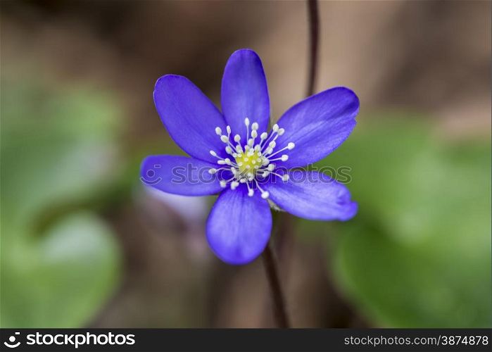 purple flower color with small petals