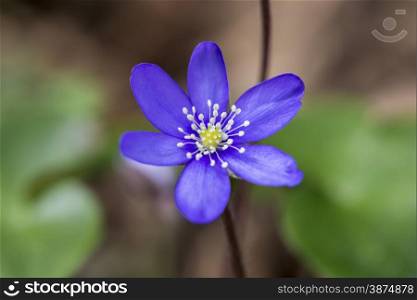 purple flower color with small petals
