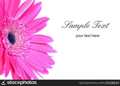 Purple flower gerbera isolated on white background
