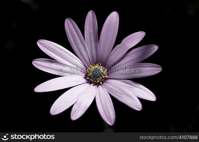 Purple flower grows