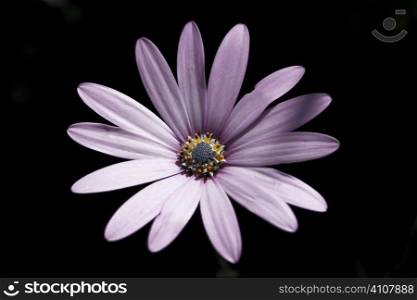 Purple flower grows