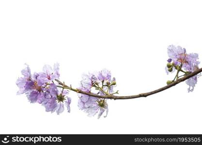 purple flower (Lagerstroemia) isolated on white background