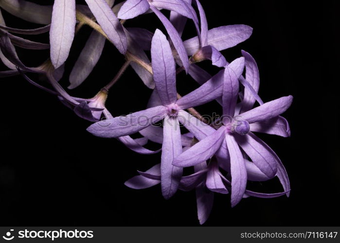 Purple flower macro background