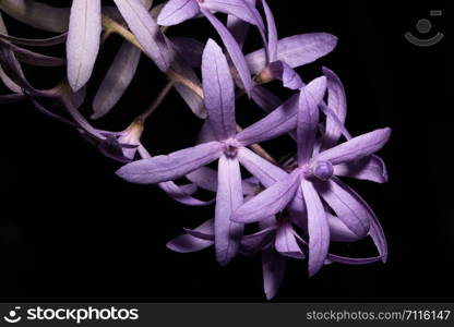 Purple flower macro background