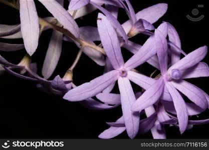Purple flower macro background
