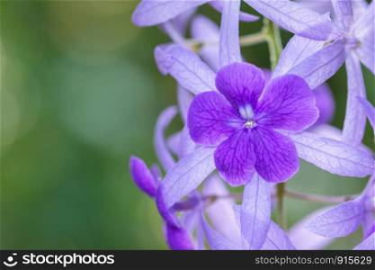 Purple flower macro background