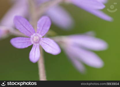 Purple flower macro background