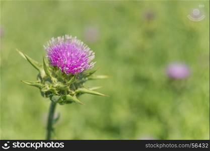 Purple flower of the Milk thistle (lat. Carduus marianus L., Mariana mariana Hill) on the plantation close-up; raw material for medicament for the liver