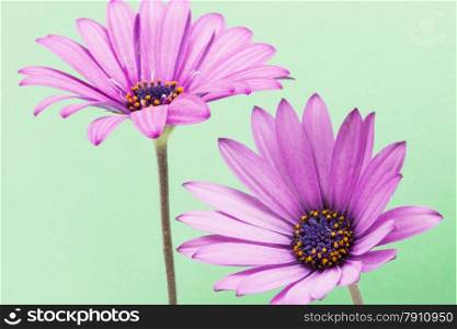 purple flower on a green background