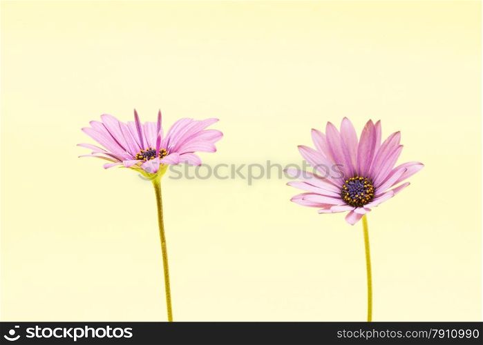 purple flower on a yellow background