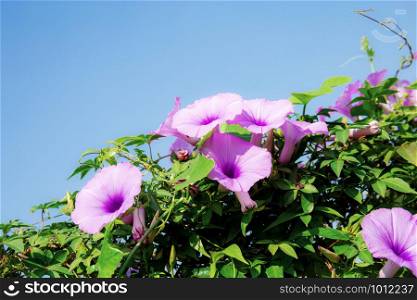 Purple flower on fence with sunlight at blue sky.