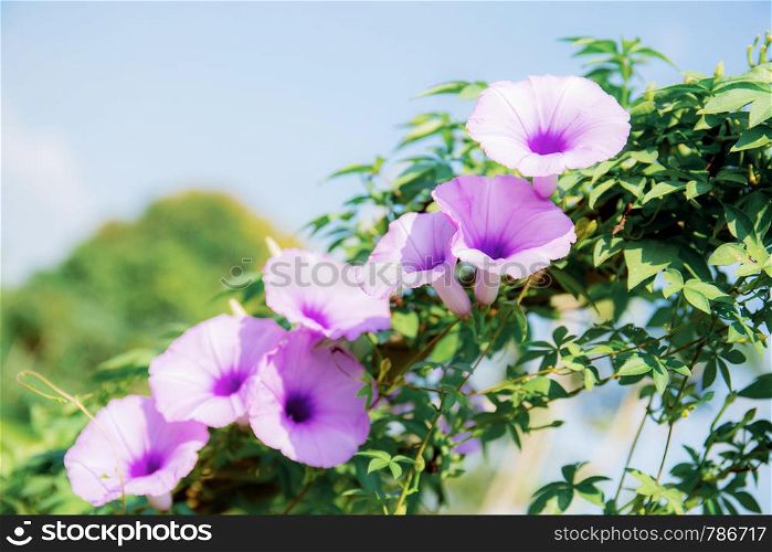 Purple flower on fence with the sunlight at sky.