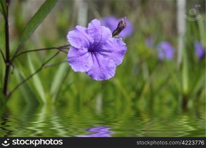 Purple flower reflecting in the water and blurred background.