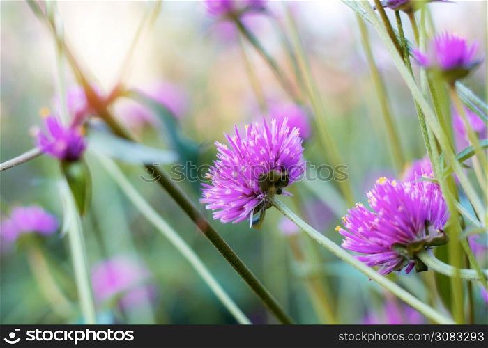Purple flower with beautiful in forest at sunlight.