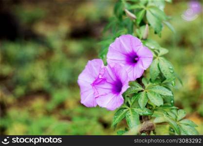 Purple flower with beautiful in forest of spring.