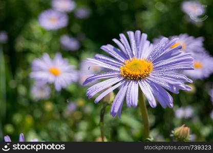 Purple flower with drops of dew on a soft blurred background.. Summer purple flower with drops of dew on a blurred background