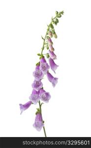 Purple flowering foxglove on isolated white background