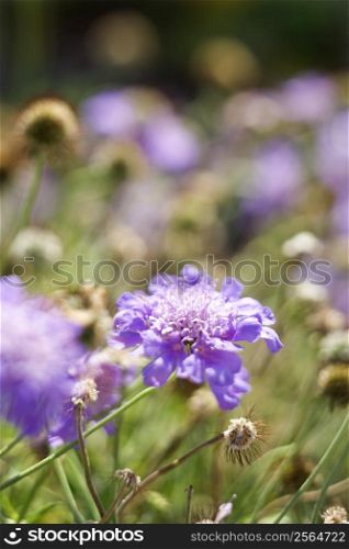 Purple flowering plant.