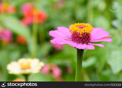 Purple flowers