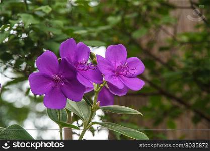 Purple flowers and green background is a garden.