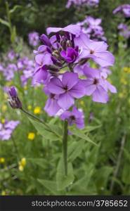 Purple flowers closeup in the field