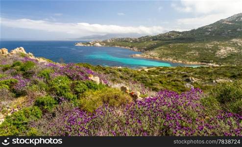 Purple flowers in the maquis at La Revellata near Calvi in the Balagne rgion of Corsica with turquise mediterranean below