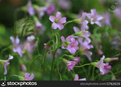 purple flowers, Lavender sorrel