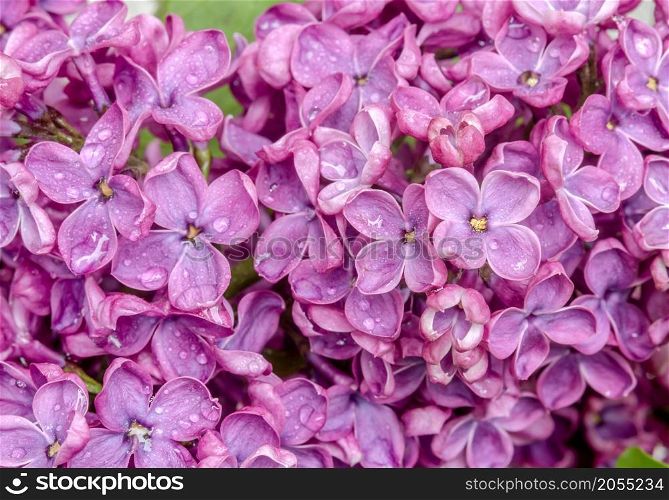 Purple flowers. Lilacs in close-up. Water droplets on the flower.. Lilacs in close-up. Purple flowers. Water droplets on the flower.