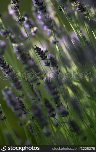 Purple Flowers Lupine