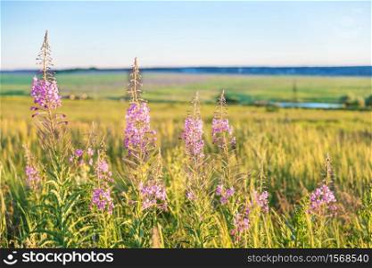 Purple flowers of an officinal grass of a willow-herb on a summer meadow in beams of the sunset sun close up