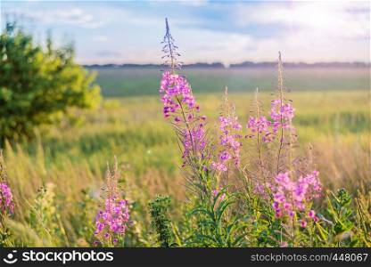 Purple flowers of an officinal grass of a willow-herb on a summer meadow in beams of the sunset sun close up