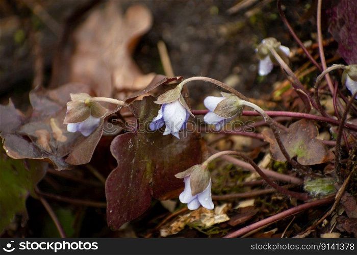 Purple flowers of Anemone hepatica in a wet forest, spring day.