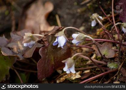 Purple flowers of Anemone hepatica in a wet forest, spring day.