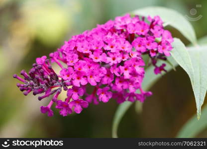 Purple flowers of butterfly bush in a garden during summer