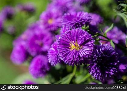 Purple flowers of Italian Asters, Michaelmas Daisy  Italian Starwort, Fall Aster, violet blossom 